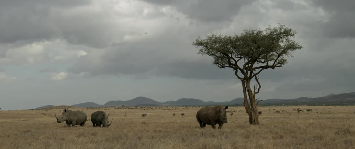 Three rhinoceroses stand on grassy plains on a cloudy day
