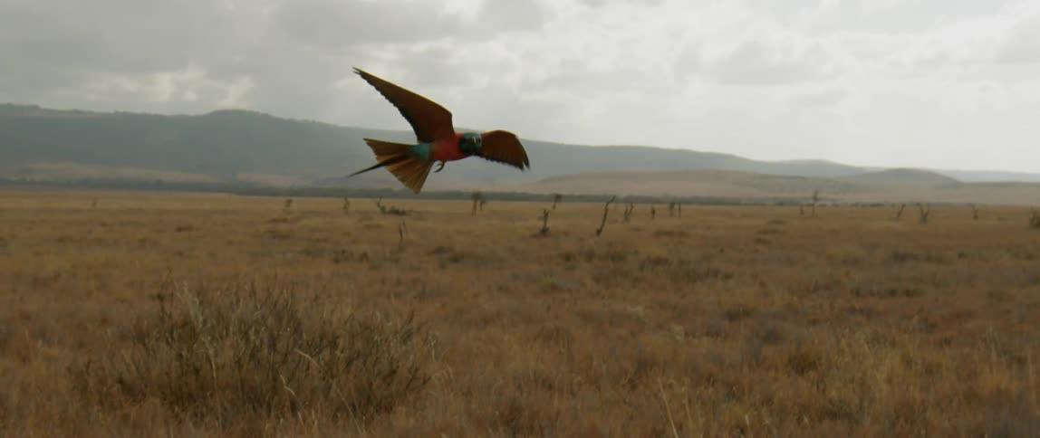 Two birds soar over a grassy field