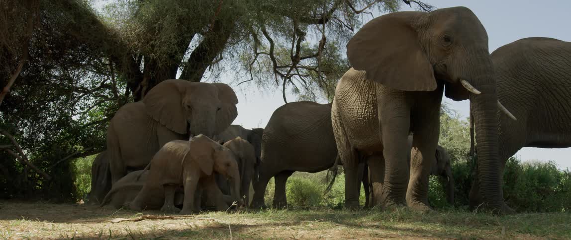 Group of elephants near a tree