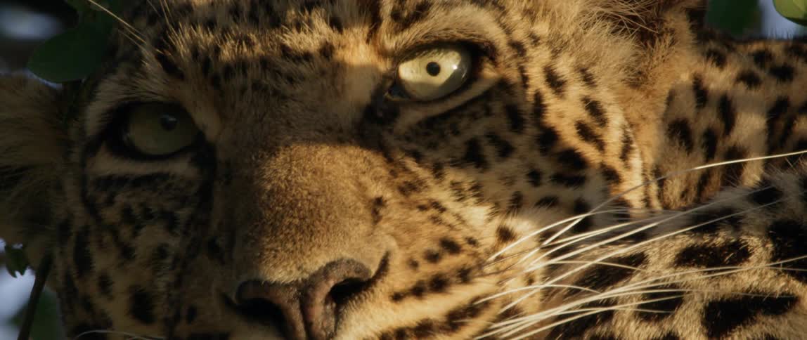 Leopard gazes ahead
