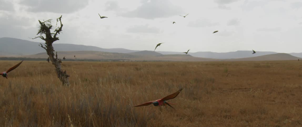 Flock of birds circling low to the ground