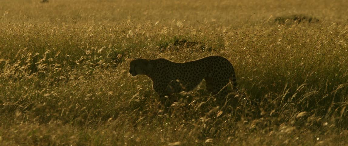 A leopard walks through the tall grass on a sunny day