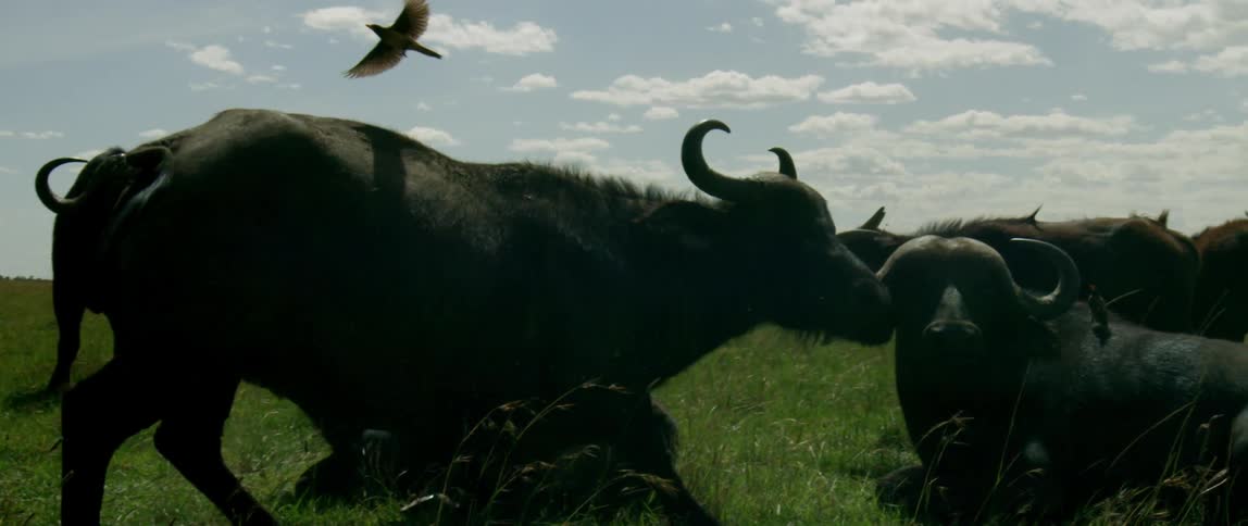 Water buffaloes stand in a field as a bird flies overhead