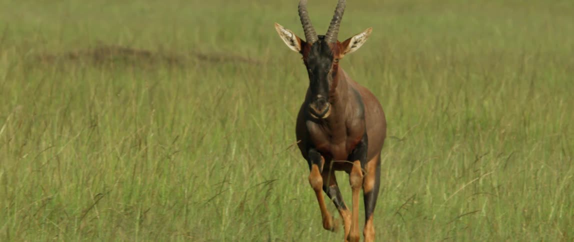 A horned antelope runs through the grass