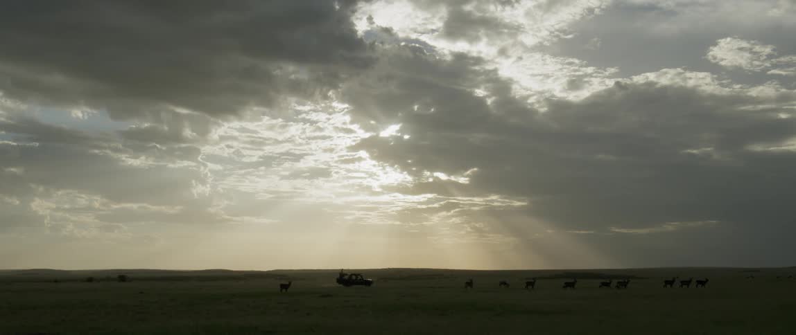 A truck travels past grazing animals at sunset