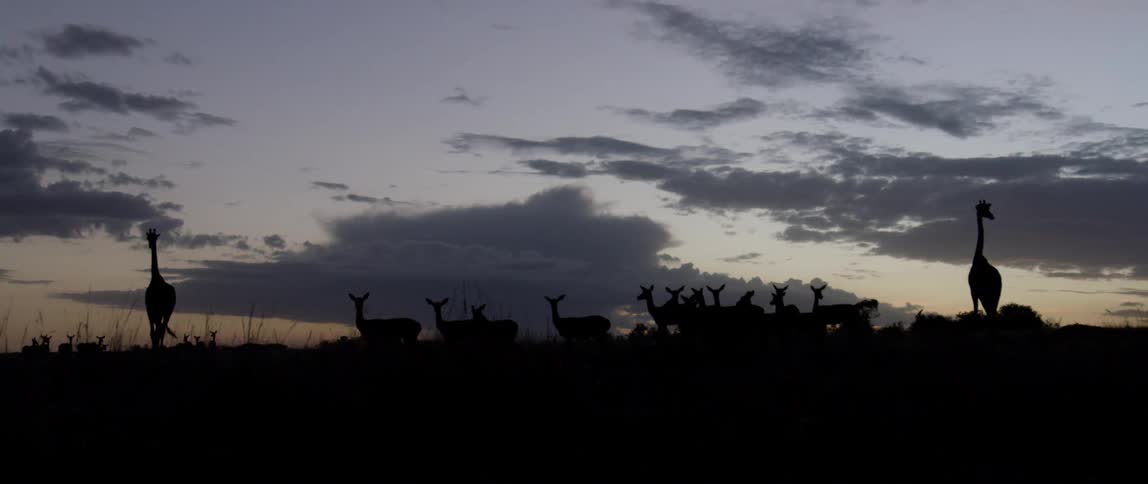 Deer and giraffe stand in silhouette in the grass at sunset