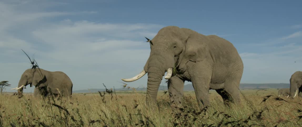 The elephants are standing in the tall grass