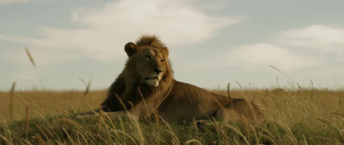 Lion lays outside on grassy plains