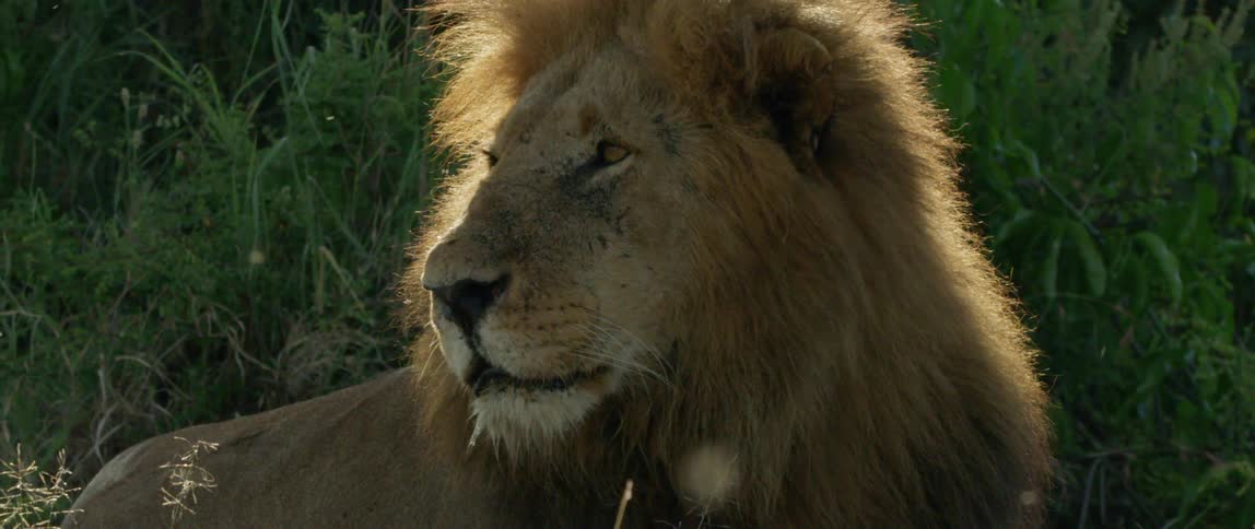 Lion rests in the grass