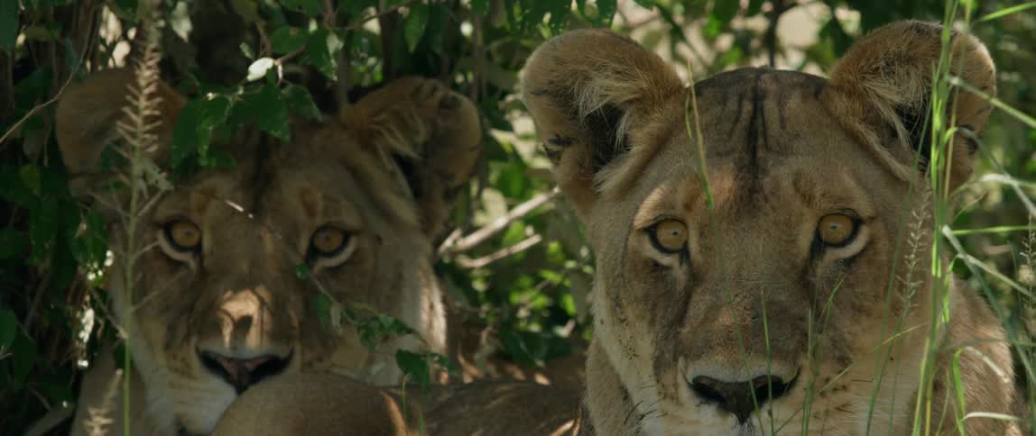 Two lions sit side by side near the trees