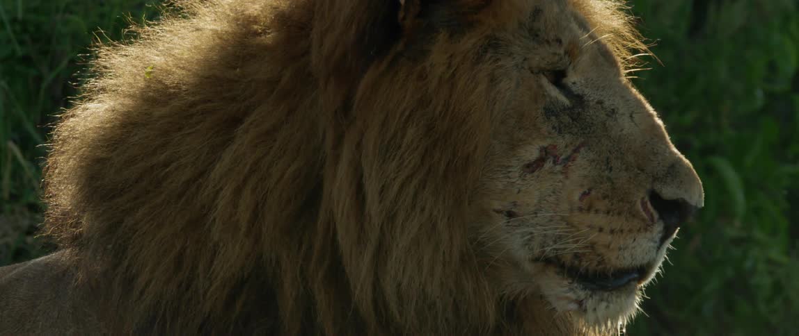 Lion sits outside with the sun shines off his mane