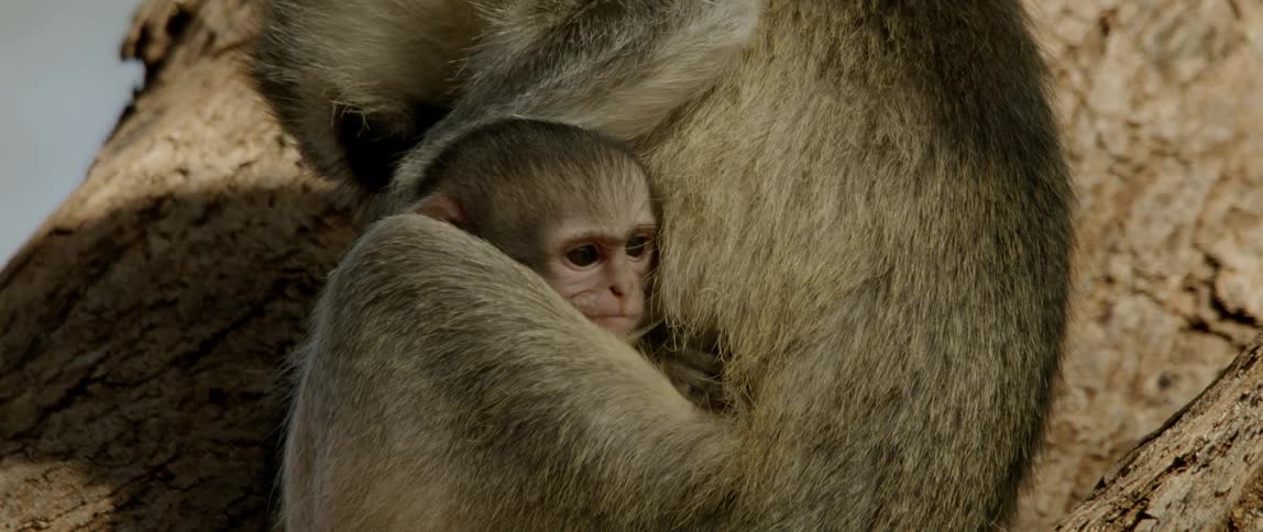 A baby monkey is clinging to its mother as they sit on the ground in daylight