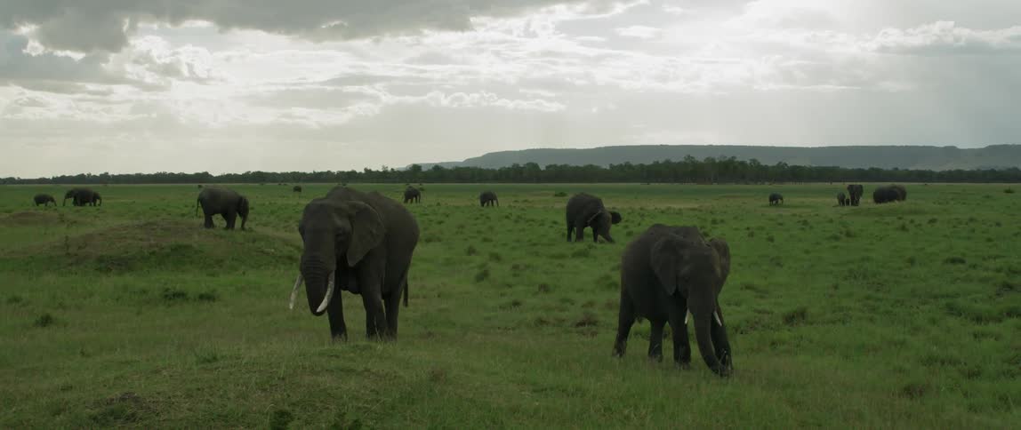 Several elephants standing apart in a grassy field
