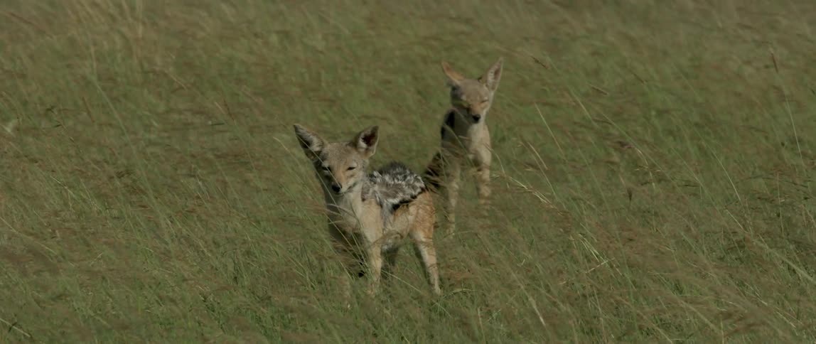 Two young coyote stand in a grassy field