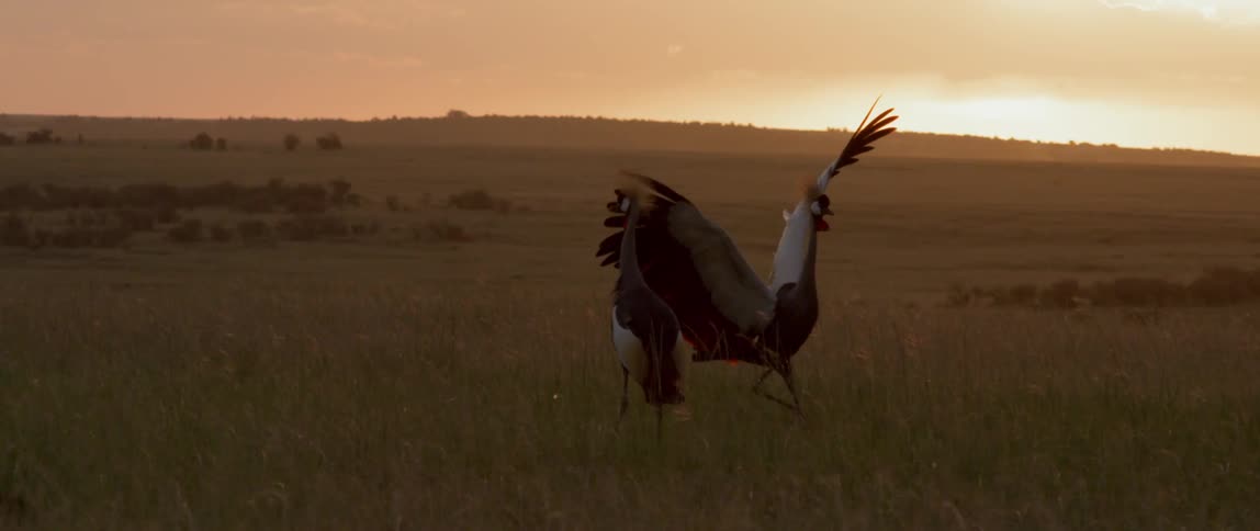 Two birds stand in a rural field at sunset