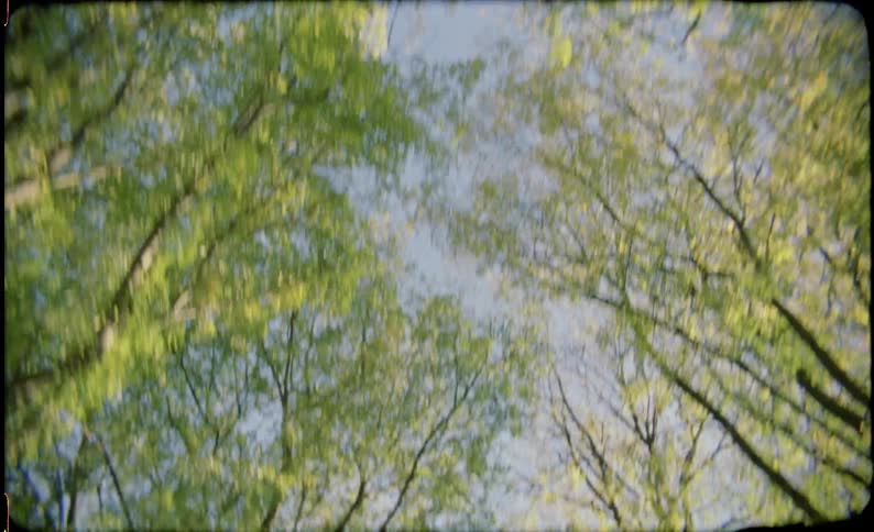 Blue sky and sunshine through tree branches and leaves