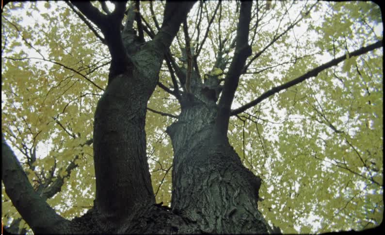 Tall tree with leaves blowing in the wind