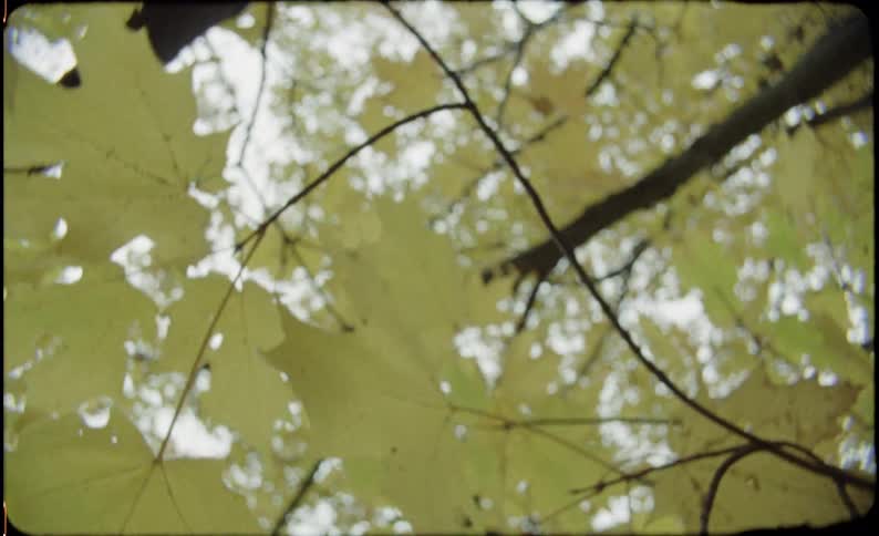 The leaves on the tree blow around in the wind