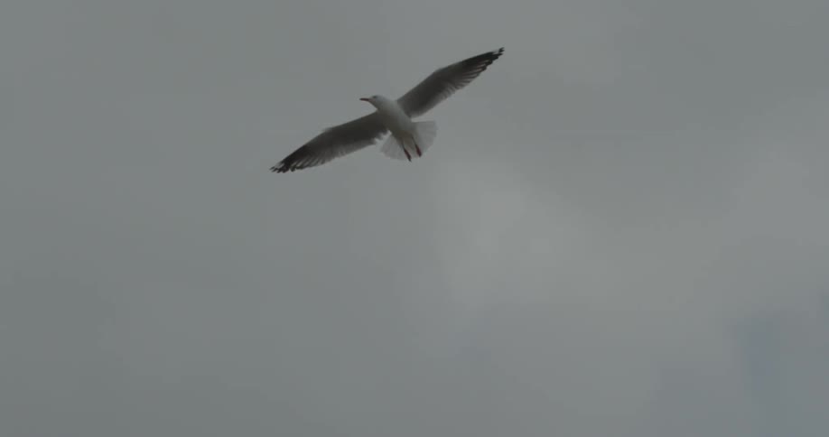 Seagull soaring through the sky on a cloudy day
