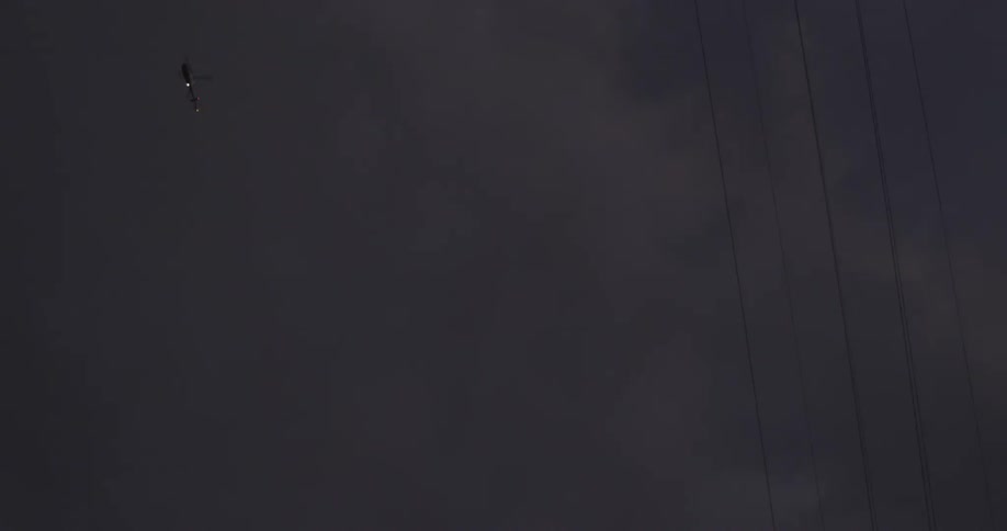 A bird flying in the sky