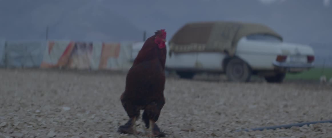 Chicken in a parking lot