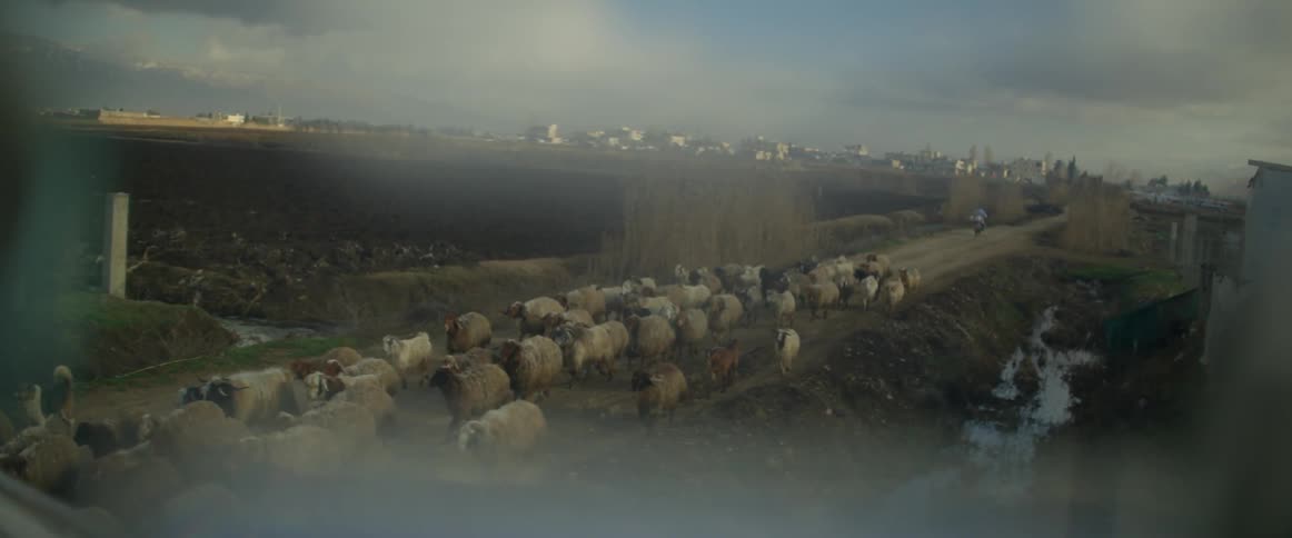 Dogs herd livestock on a road