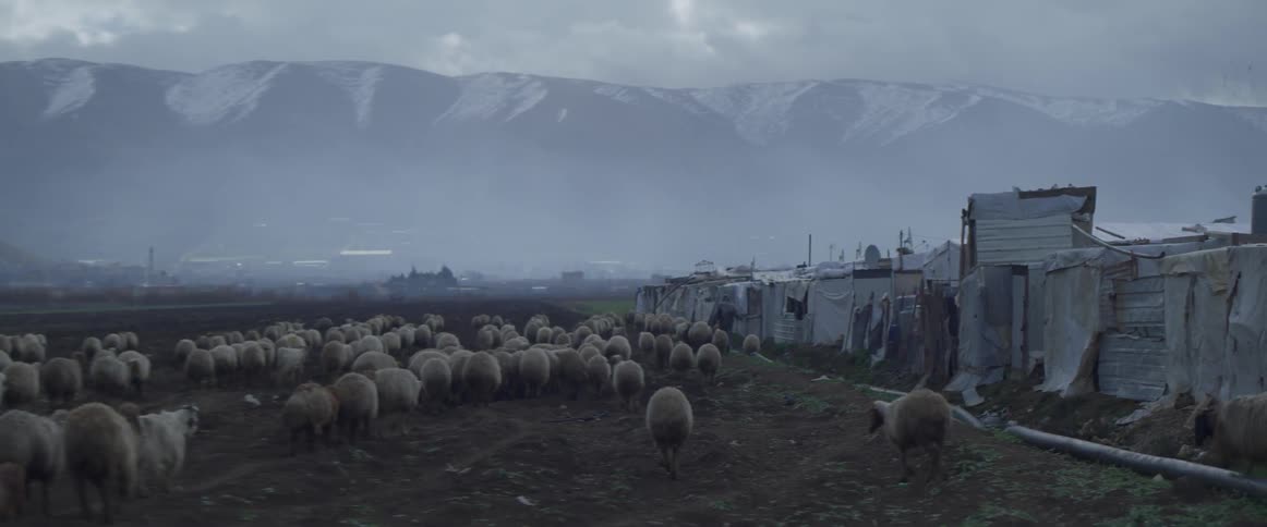 A herd of sheep walk in the dirt next to shacks at the base of a mountain