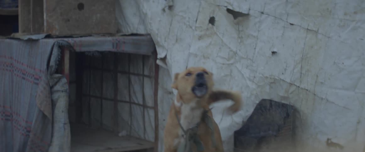 A dog tied up outside barks at something