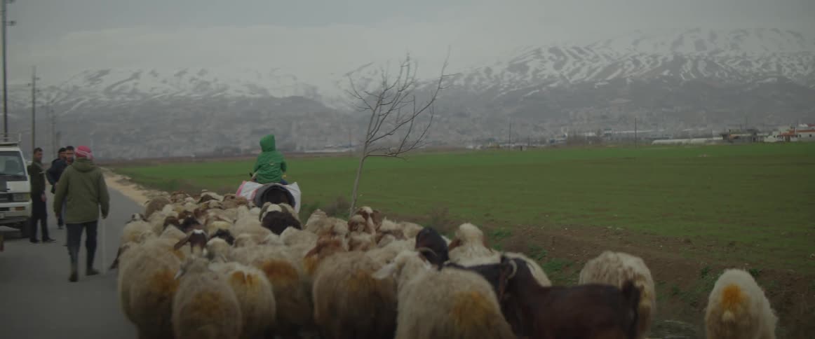 Several people herd a flock of sheep down a country road
