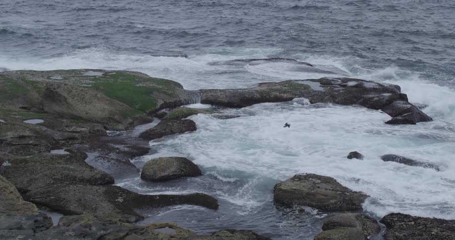 A bird flies over waves crashing onto a rocky shore