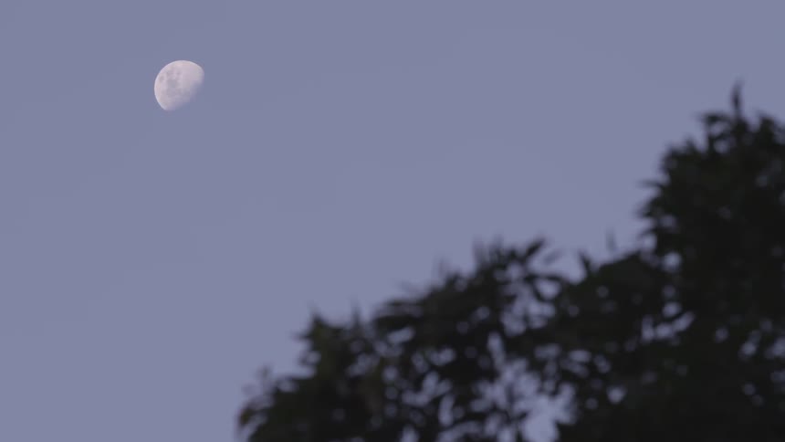 Moon can be seen high in the sky over trees