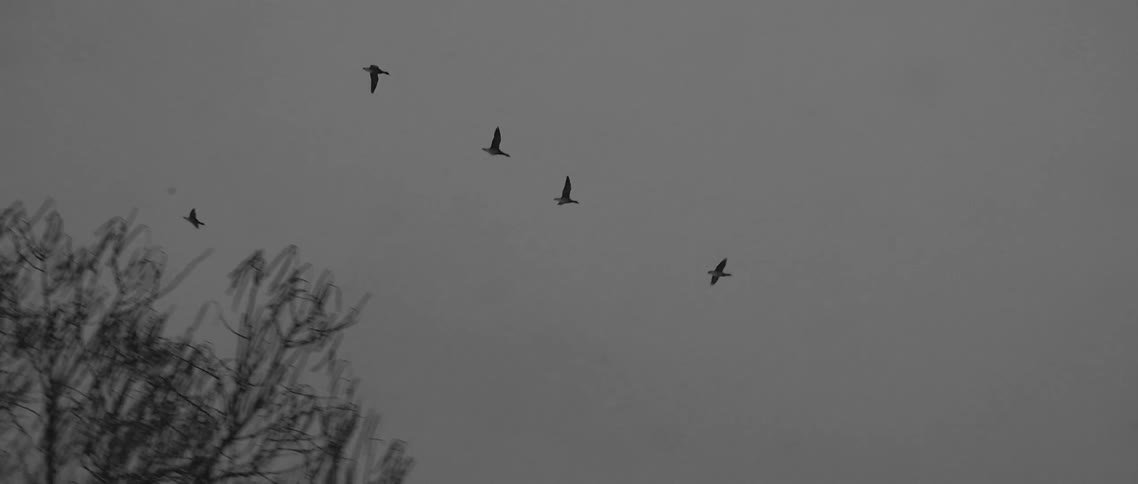 Geese fly overhead on a cloudy day