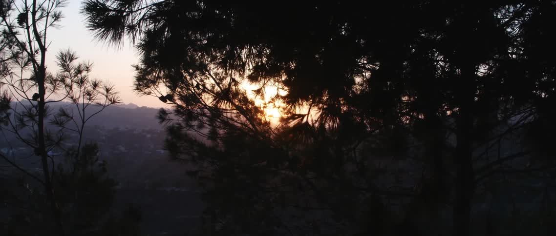 View of trees overlooking more trees at sunrise