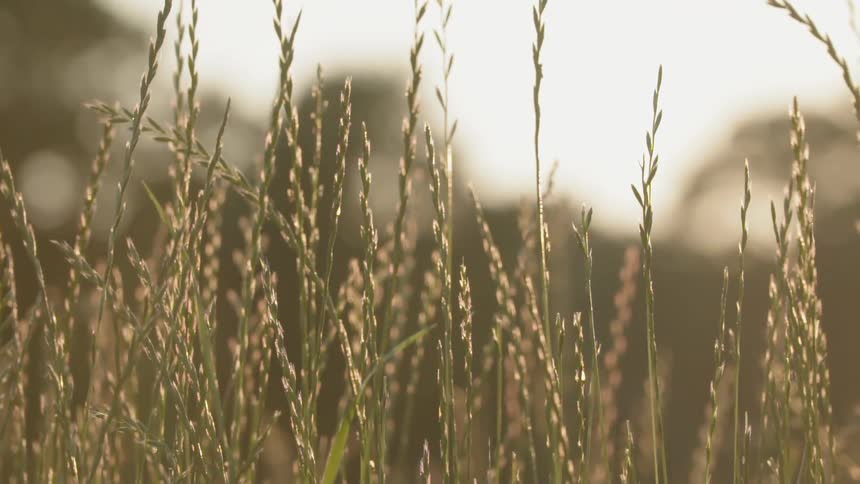Sunlight shines off of weeds in nature
