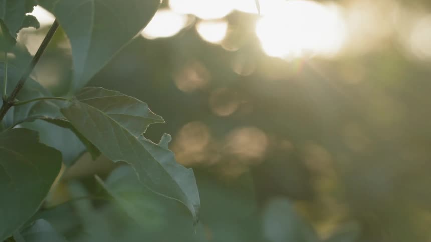 Sun shines through the leaves of a tree