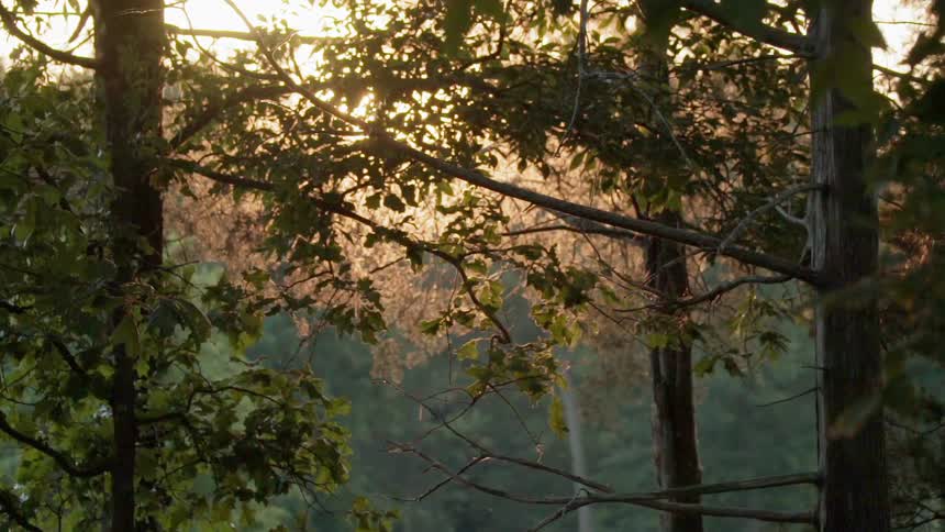 The sun briefly shines in through the trees