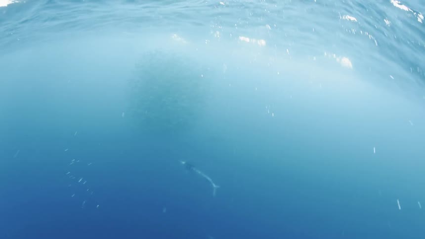The fish swim ahead under the water