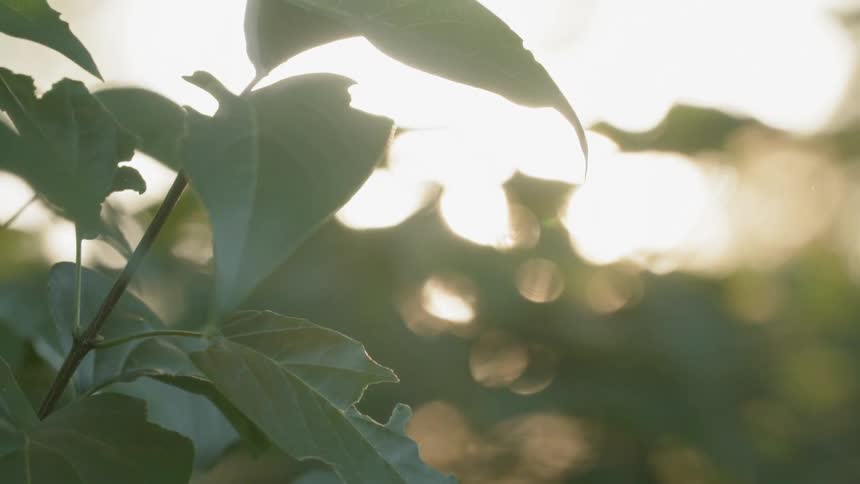 The sun is shining over the leaves of the plants