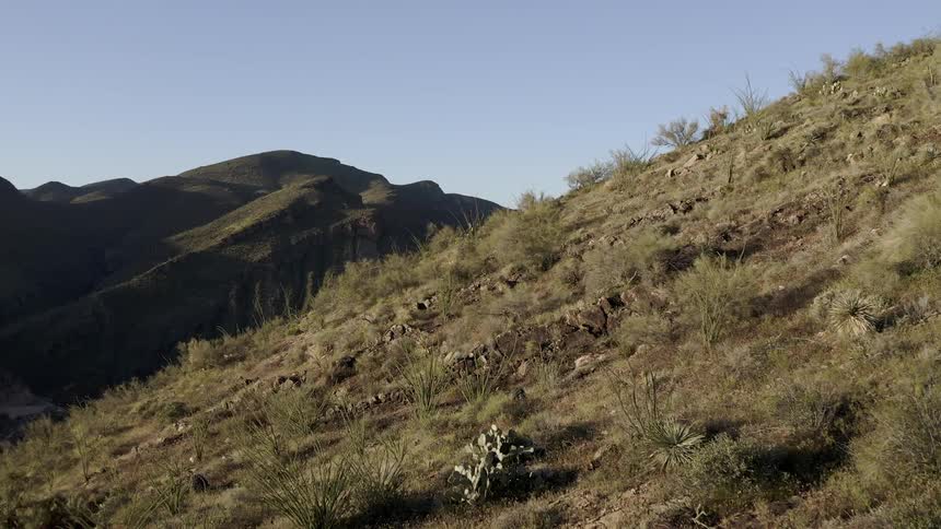 Cactus are growing on the hills of a desert in daylight