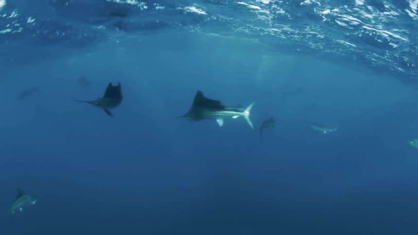 Fish swim underwater