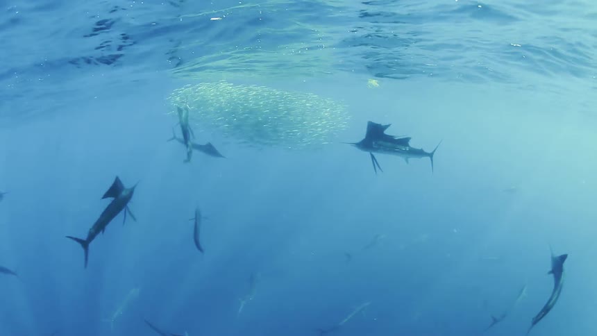Large school of fish swim in the ocean near larger fish