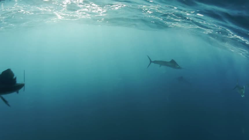 Fish swim below the surface of the water
