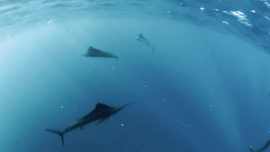 A school of swordfish