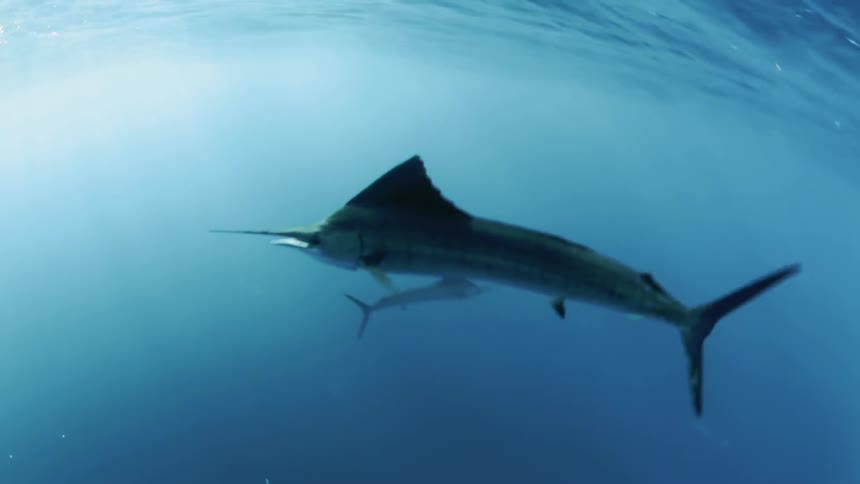 A sailfish swims near the surface