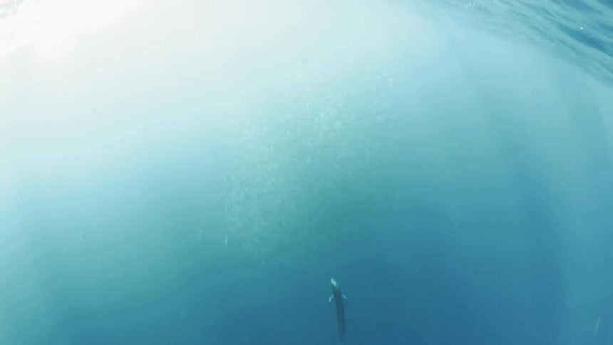 School of fish swims in the ocean on a sunny day