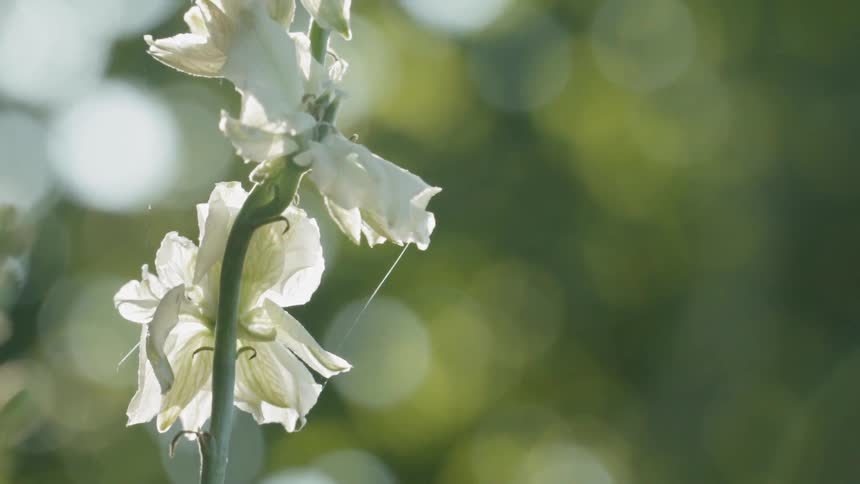 Stem and petals of a wildflower