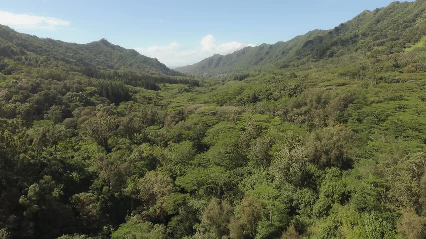 The hills are all covered with large trees