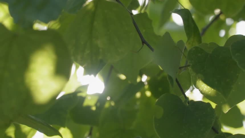 Sun shines through the leaves of a tree