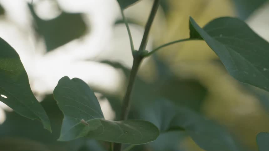 Green leaves hang from a plant