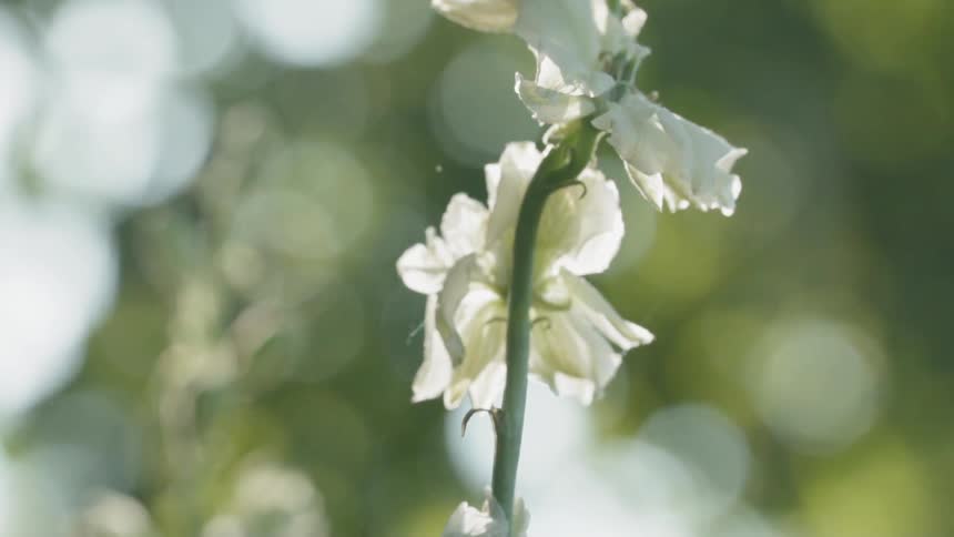 The large stalk is covered with white flowers
